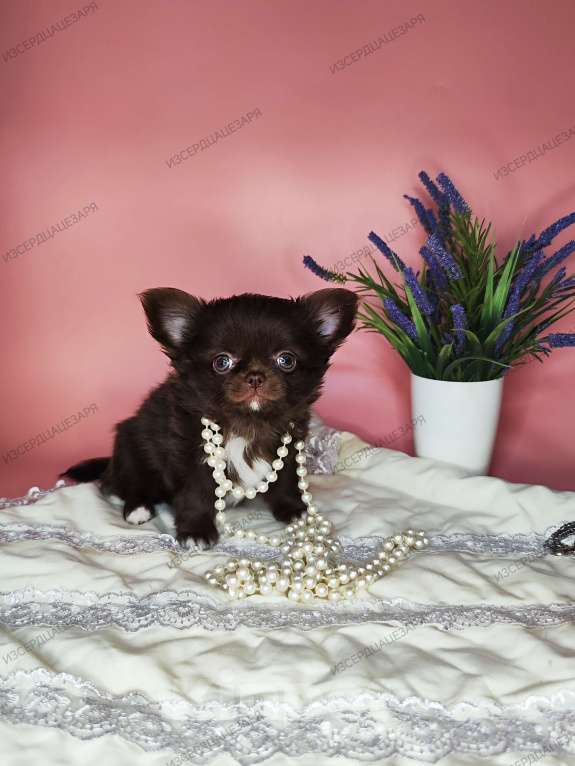 Собаки в Москве: Шоколадный мальчик Мальчик, 40 000 руб. - фото 8