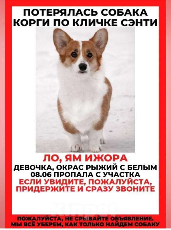 Собаки в Санкт-Петербурге: Потерялась Девочка, Бесплатно - фото 1