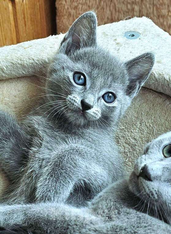 Кошки в Санкт-Петербурге: Русские голубые котята Девочка, 50 000 руб. - фото 6