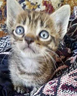Котята в добрые руки.