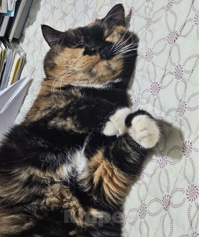 Кошки в Москве: Британская короткошёрстная, взрослая кошка Девочка, Бесплатно - фото 2