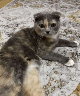 Кошки в Гатчине: Кошечка в добрые руки Девочка, Бесплатно - фото 3