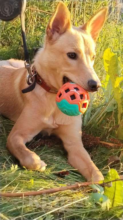 Собаки в Москве: Умка мечтает о семье, возраст 1 годик, идеальная собака  Девочка, Бесплатно - фото 2