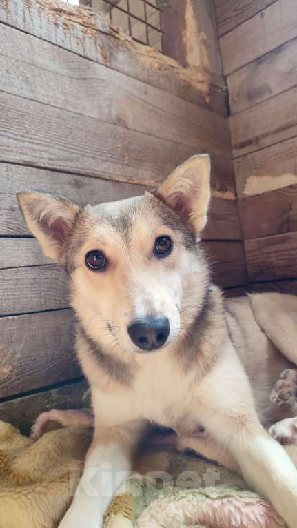 Собаки в Новороссийске: Друг бесплатно Девочка, Бесплатно - фото 1