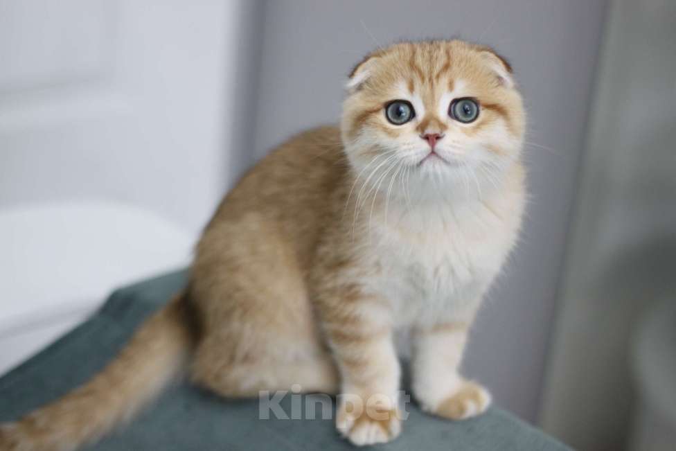 Кошки в Москве: Мальчик Мальчик, 59 000 руб. - фото 2