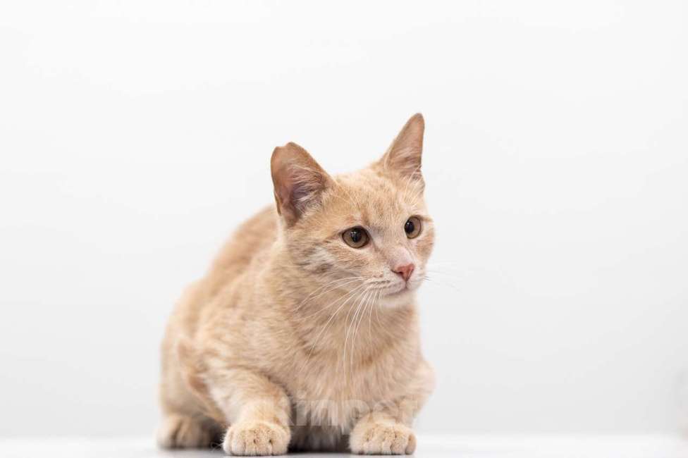 Кошки в Москве: Персик Мальчик, Бесплатно - фото 3