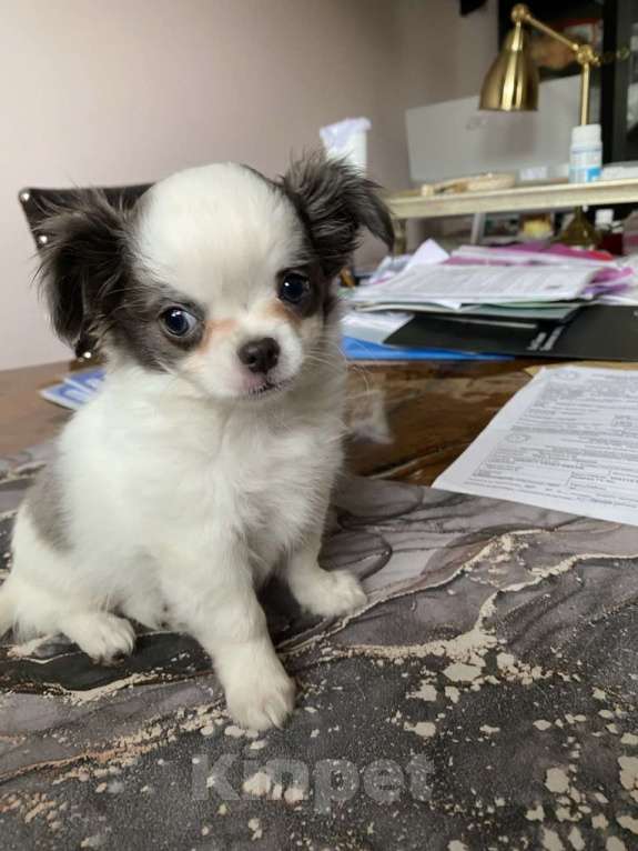 Собаки в других городах Московской области: Элитный щенок Чихуахуа из питомника Девочка, 80 000 руб. - фото 4