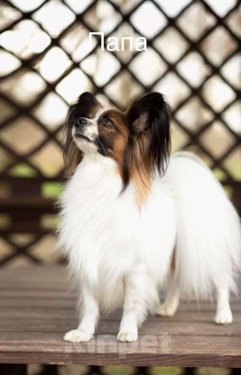 Собаки в Новороссийске: Продам щенка папийона (папильона) Мальчик, 40 000 руб. - фото 8