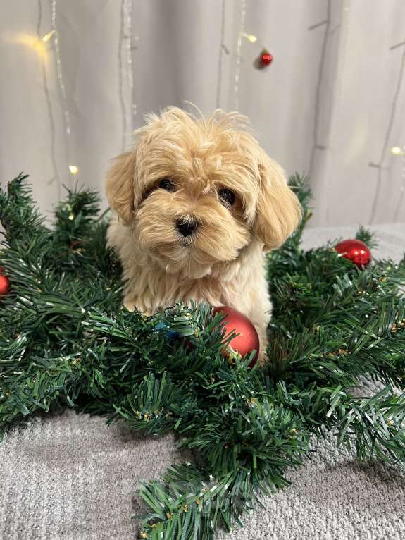 Собаки в других городах Московской области: Мальчик мальтипу f1 мини Мальчик, 130 000 руб. - фото 5