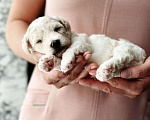 Собаки в Казани: Чудесные бишон-фризе Мальчик, 100 000 руб. - фото 1