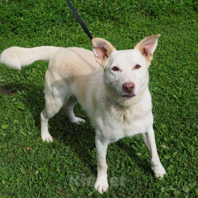 Собаки в Москве: Сэм Мальчик, Бесплатно - фото 7