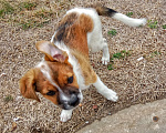 Собаки в Феодосии: Щенок в добрые руки Девочка, 1 руб. - фото 10