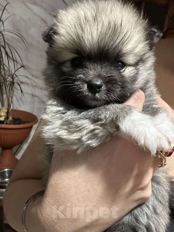 Собаки в Химках: Немецкий малый шпиц  Девочка, 20 000 руб. - фото 2