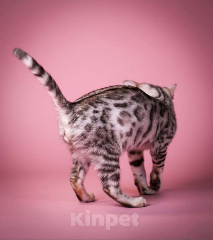 Кошки в Москве: Бенгальский котенок серебро Мальчик, 35 000 руб. - фото 5