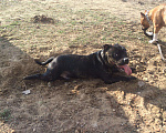Собаки в Сергиеве Посаде: Стаффордширский Бультерьер, 1 руб. - фото 5