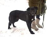 Собаки в Москве: Щенок метис черного лабрадора Балу в дар Мальчик, Бесплатно - фото 3