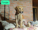 Собаки в Москве: Щенки, спасённые из ада ищут дом Девочка, 1 руб. - фото 4