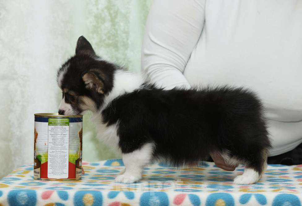 Собаки в Москве: Альмаре Феа Баядерка Девочка, 90 000 руб. - фото 2