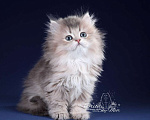 Кошки в Санкт-Петербурге: Британский длинношерстный котик Мальчик, 50 000 руб. - фото 4
