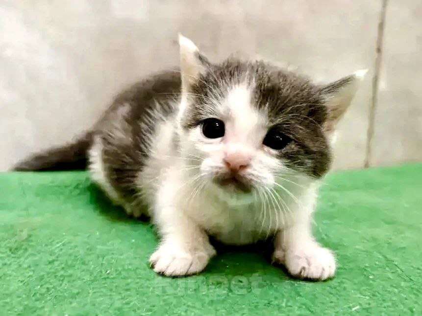 Кошки в Москве: ТРИ КОТА ж - котята в добрые руки Девочка, Бесплатно - фото 2