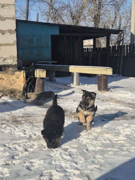 Собаки в Черемхово: Мальчик, крупный. Мальчик, 10 000 руб. - фото 1