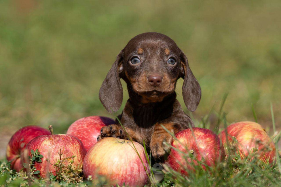Собаки в Москве: Кофейная девочка Девочка, 100 000 руб. - фото 2