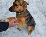 Собаки в Пушкино: Щенок Мухич ищет дом! Мальчик, Бесплатно - фото 3