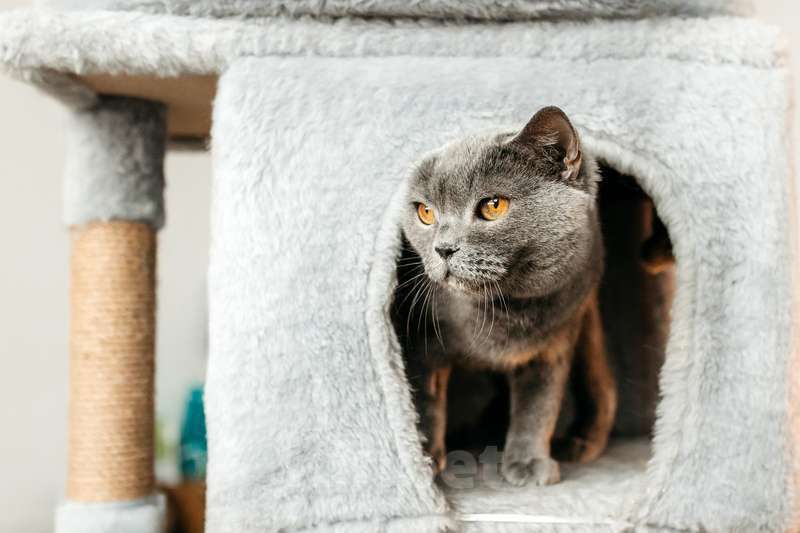 Кошки в Москве: Британская ласковая кошка Тучка в добрые руки Девочка, 1 руб. - фото 7