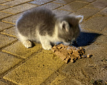 Кошки в Лиски: Котенок в добрые руки  Мальчик, Бесплатно - фото 2