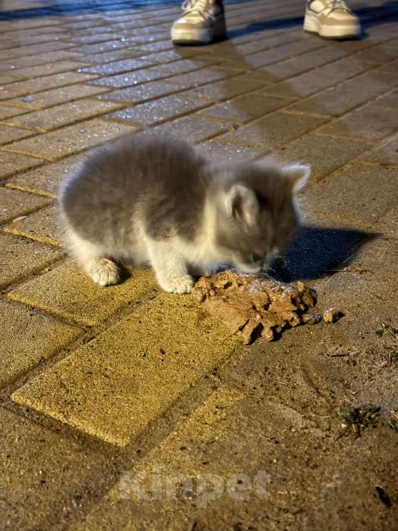 Кошки в Лиски: Котенок в добрые руки  Мальчик, Бесплатно - фото 2
