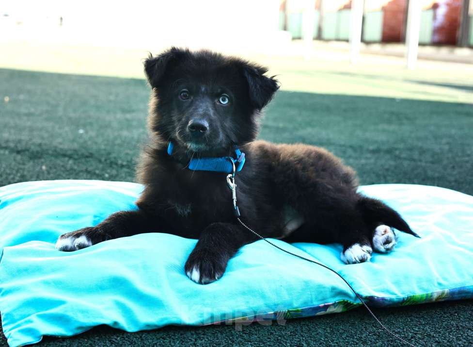 Собаки в Москве: Щенок бесплатно в Москве Мальчик, Бесплатно - фото 2
