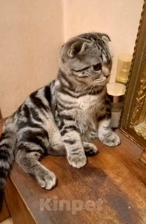 Кошки в Москве: Шотландский вислоухий котёнок  Мальчик, 10 000 руб. - фото 3