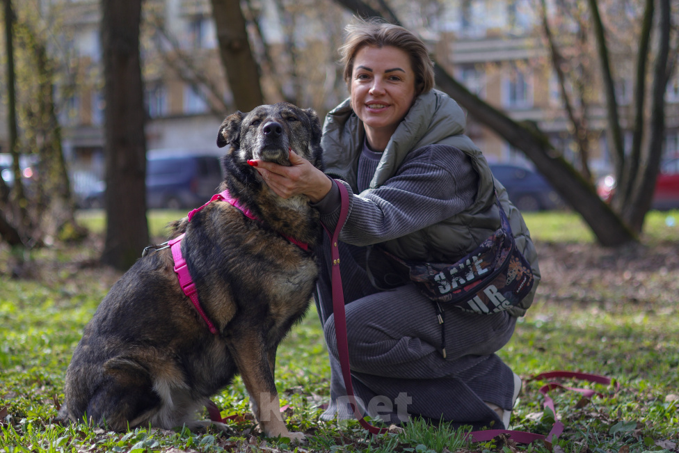 Собаки в Москве: Дуся хочет домой Девочка, Бесплатно - фото 4