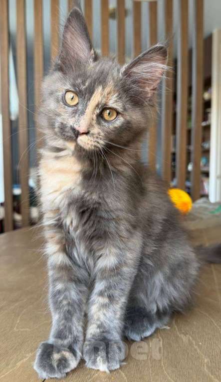 Кошки в Санкт-Петербурге: Девочка мейн-кун с документами Девочка, Бесплатно - фото 2