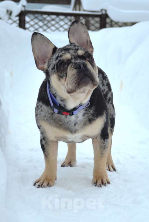 Собаки в Москве: Виконт Грейсток Мальчик, 80 000 руб. - фото 2