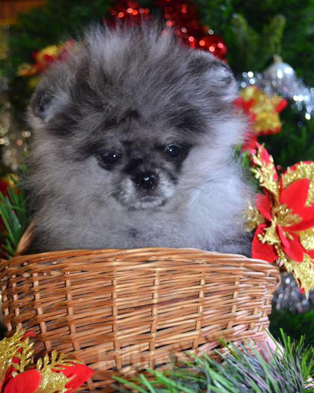 Собаки в Бийске: Щенки померанского щенка Мальчик, 50 000 руб. - фото 5