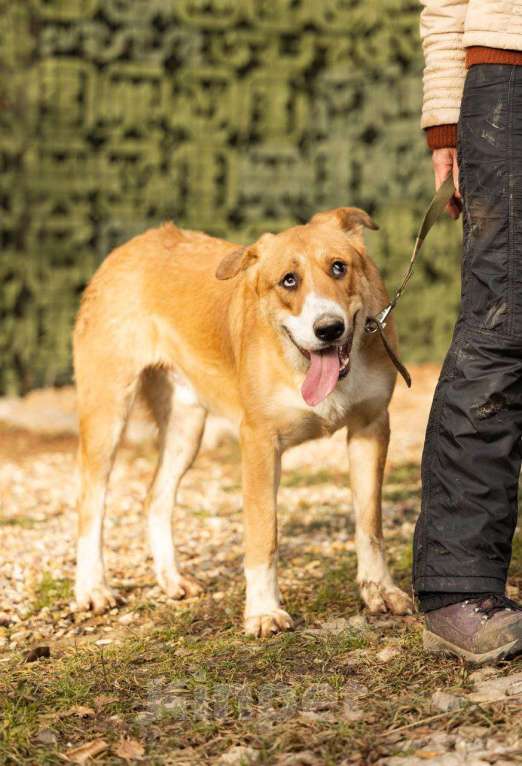 Собаки в Москве: Балу ищет дом Мальчик, Бесплатно - фото 2