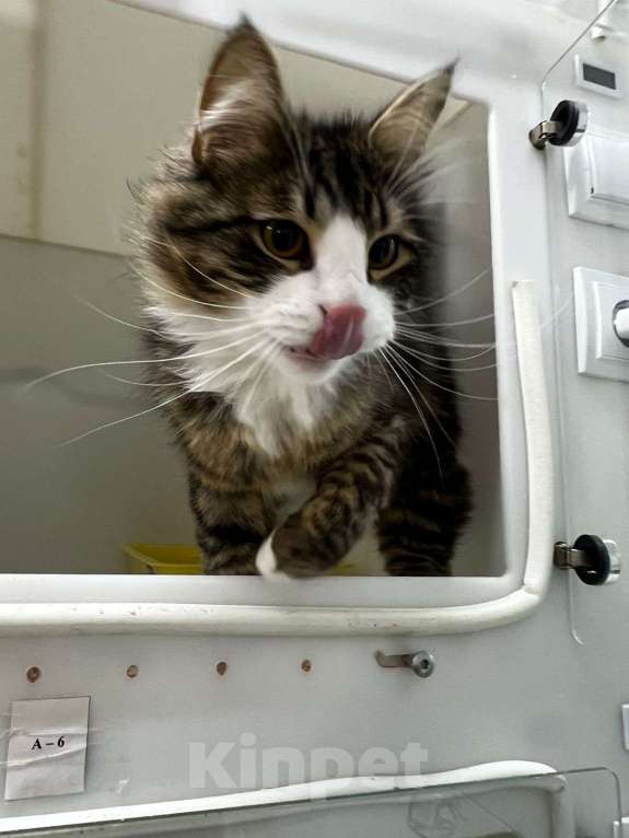 Кошки в Москве: Котик Фредди Мяукури  Мальчик, Бесплатно - фото 3