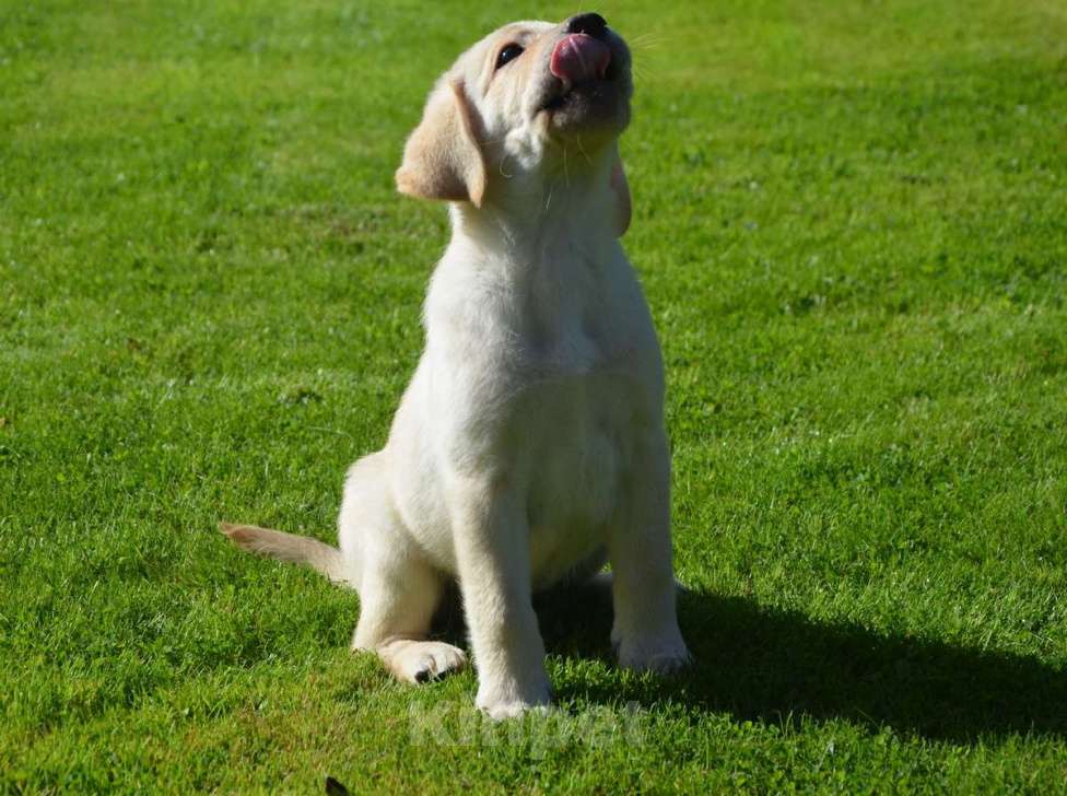 Собаки в Твери: Лабрадорчики - палевые малыши Мальчик, 35 000 руб. - фото 2