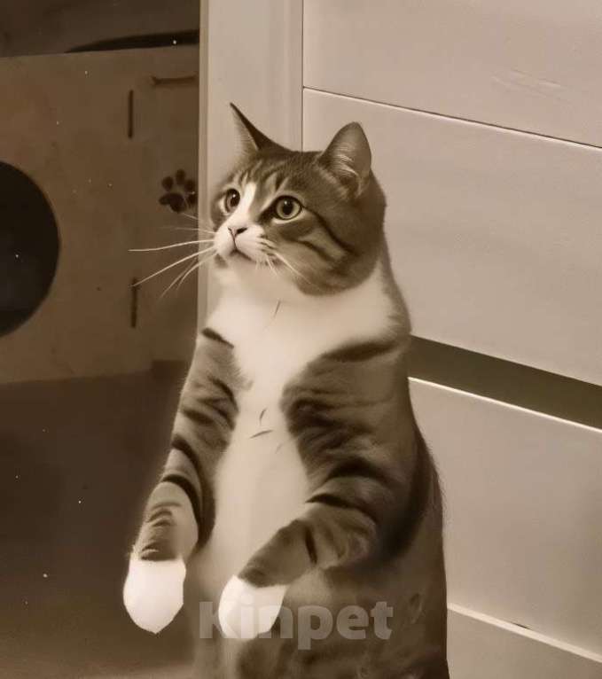 Кошки в Санкт-Петербурге: Полосатый  котик! Подросток ищет дом Мальчик, Бесплатно - фото 4