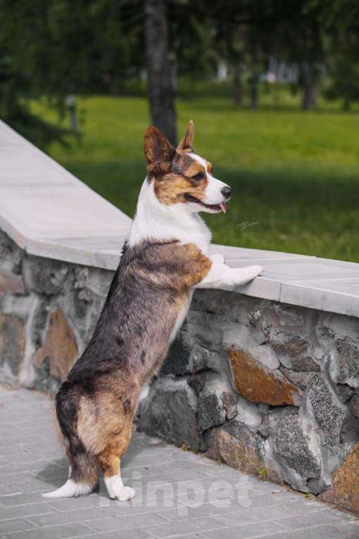 Собаки в Новосибирске: Вязка вельш-корги гардиган Мальчик, 50 000 руб. - фото 7