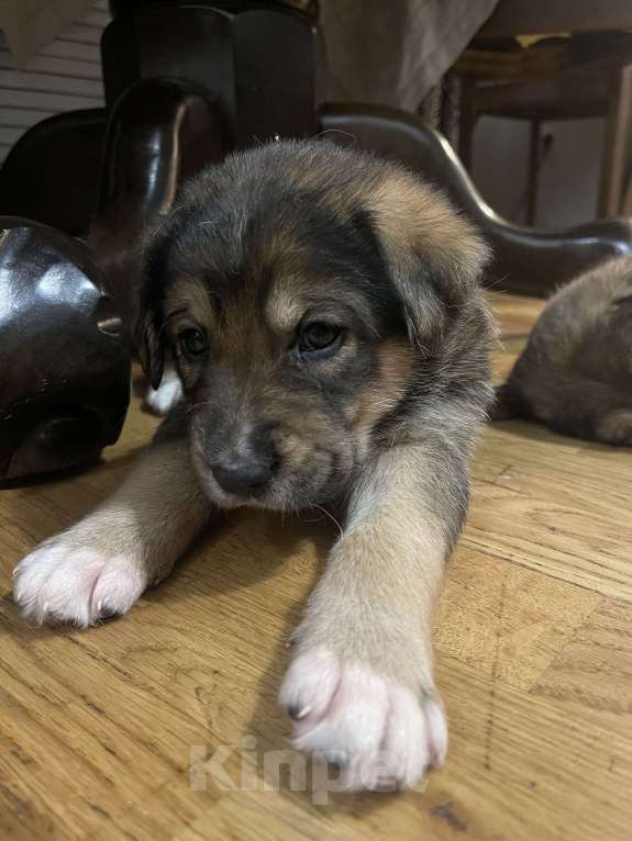 Собаки в Екатеринбурге: Щенки в добрые руки Мальчик, 500 руб. - фото 8