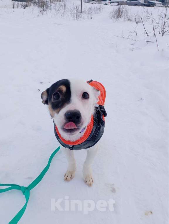 Собаки в Санкт-Петербурге: Маленькая красивая собачка Девочка, Бесплатно - фото 4