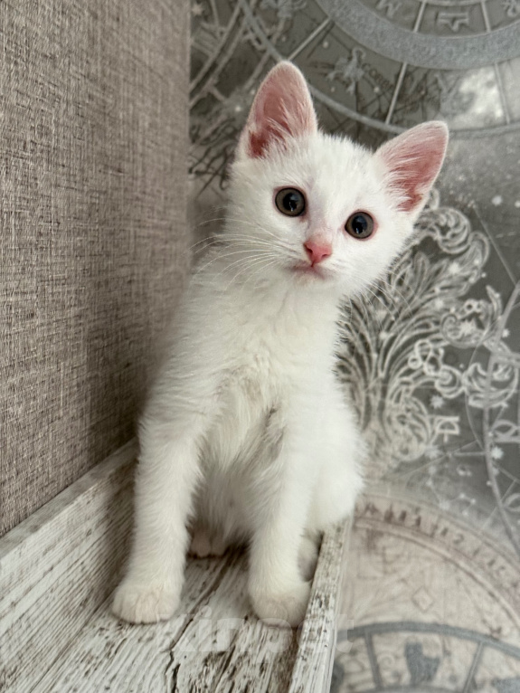 Кошки в Москве: Котенок девочка Девочка, Бесплатно - фото 2