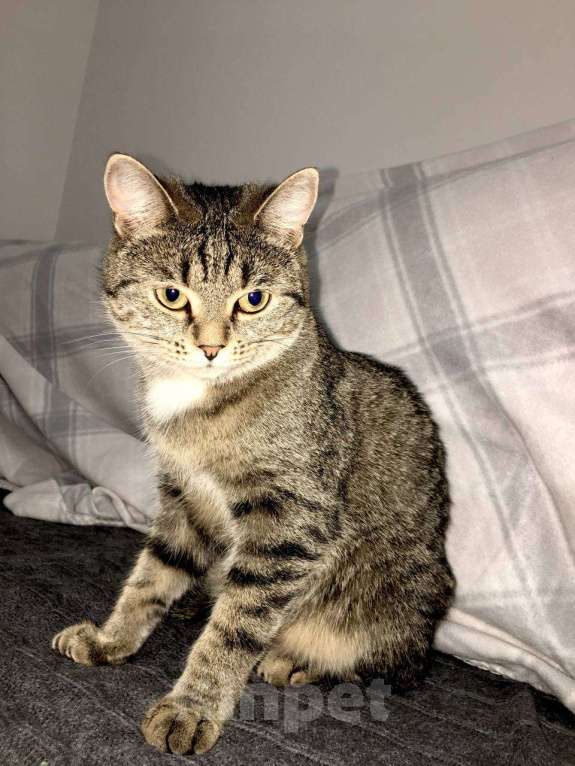 Кошки в Тюмени: Ищу любящих хозяев для ласковой молодой кошечки Девочка, Бесплатно - фото 9