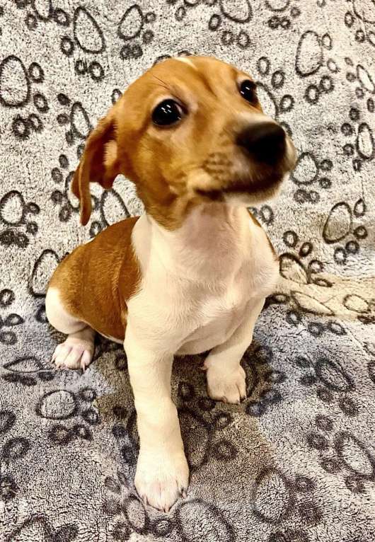 Собаки в Балашихе: Щенок Джек-Рассел терьера Мальчик, 19 900 руб. - фото 2