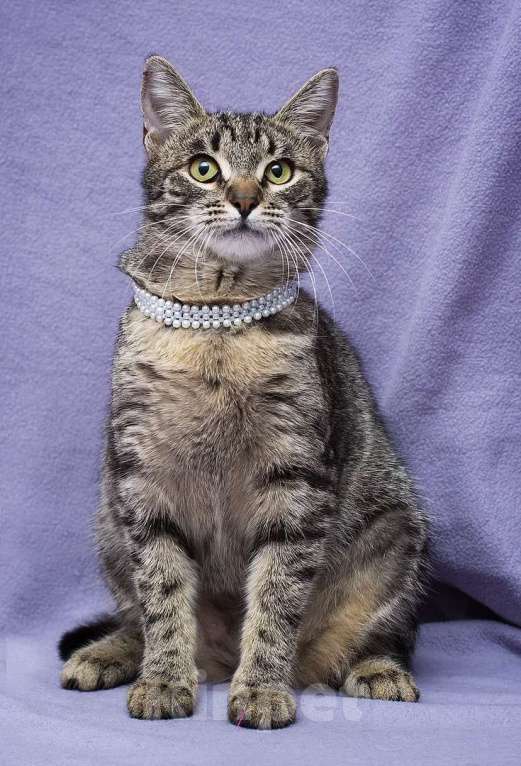 Кошки в Москве: Кошка Незабудка ждет свою счастливую минутку Девочка, Бесплатно - фото 4