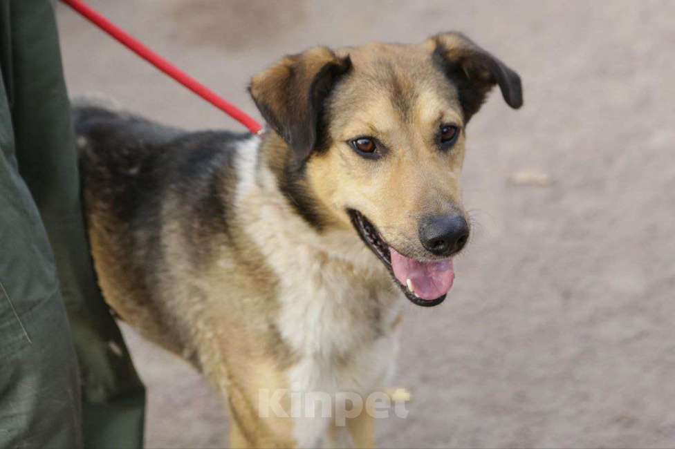 Собаки в Санкт-Петербурге: Добрый, домашний молодой пёс Арчи ищет дом Мальчик, Бесплатно - фото 5
