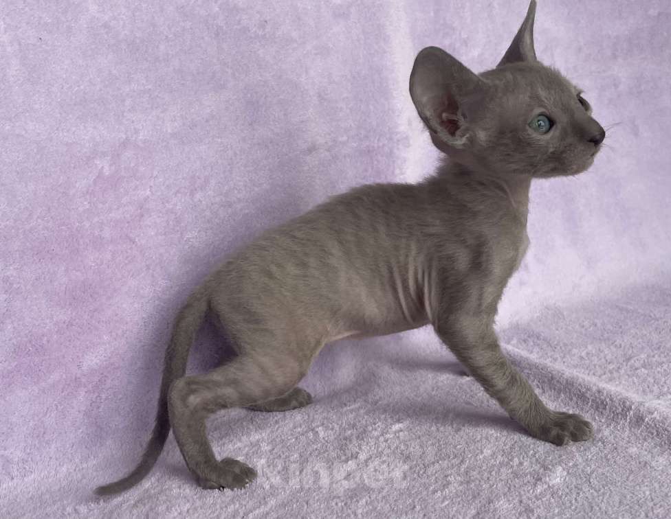 Кошки в Балашихе: Кошечка голубая минковая из московского питомника  Девочка, 70 000 руб. - фото 4