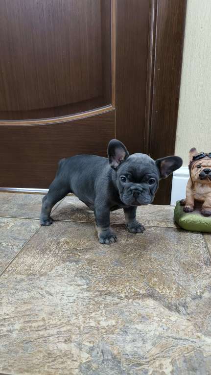 Собаки в Белореченске: Французский бульдог Девочка, Бесплатно - фото 7